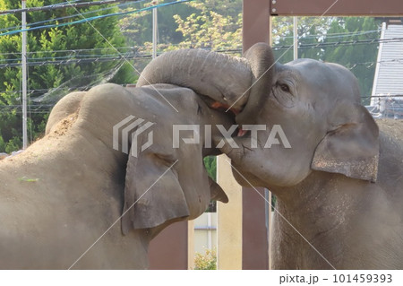 【山口県】鼻を絡ませる仲良しスリランカゾウ 101459393