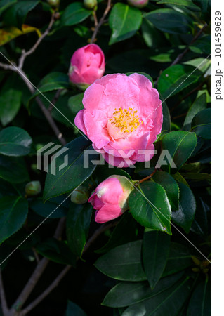 ヤブツバキ・花富貴_6210 101459629