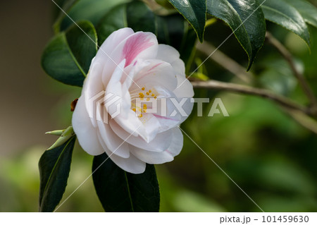 ヤブツバキ・五色散椿_6379 101459630