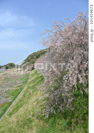 栃木県 大田原市 那珂川堤防の桜並木の風景 栃木県 大田原市 那珂川堤防の桜並木の風景 101459673