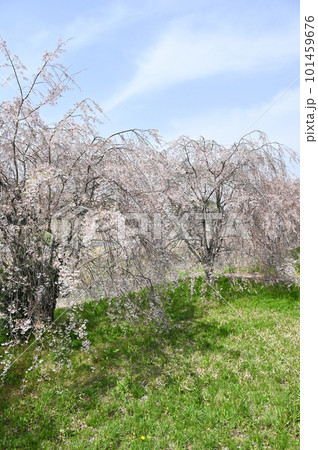 栃木県 大田原市 那珂川堤防の桜並木の風景 101459676