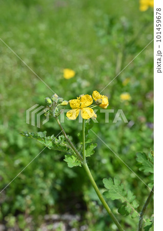草むらに咲くクサノオウの花 101459678