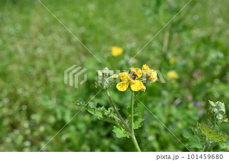 クサノオウの花の蜜を集める蜂 クサノオウの花の蜜を集める蜂 101459680