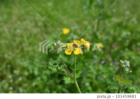 クサノオウの花の蜜を集める蜂 クサノオウの花の蜜を集める蜂 101459681