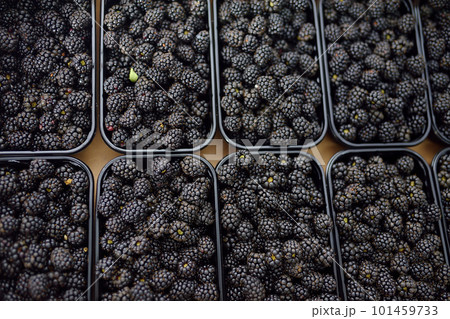 Fresh homegrown berries are at local farmer's market. Blackberry. Healthy vegetarian food. 101459733
