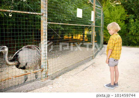 Little boy watching for emu ostrich in enclosure. Child at outdoors petting zoo. Kid having fun in farm with animals. Children and animals. Entertainment for family with kids on school holidays Little boy watching for emu ostrich in enclosure. Child at outdoors petting zoo. Kid having fun in farm with animals. Children and animals. Entertainment for family with kids on school holidays 101459744