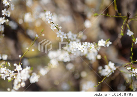 Branch of blossom cherry tree in sunny garden with bright blue sky on background. 101459798