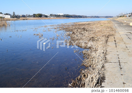 谷田川 牛久沼に流入 茨城県 101460098