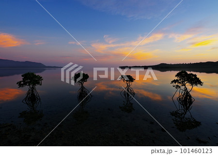 沖縄県小浜島　水面に映る朝焼けとマングローブ 101460123
