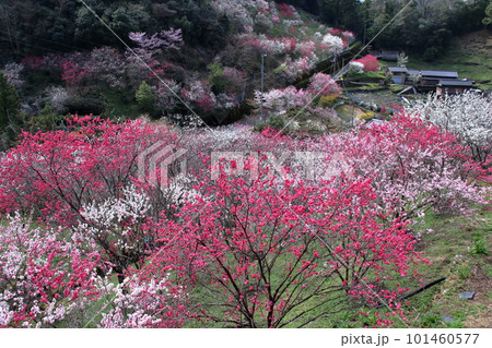 咲き誇る花桃　（高知県　仁淀川町　上久喜） 101460577