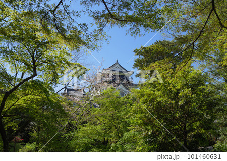 新緑の岡崎城天守 101460631
