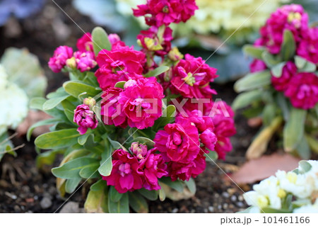 ストックの花 101461166