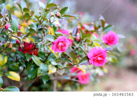 サザンカの花 サザンカの花 101461563