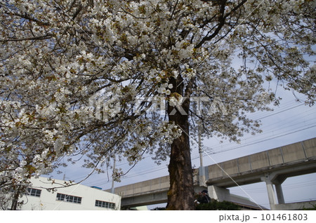 本日のお品は桜のてんこ盛りで御座います 101461803