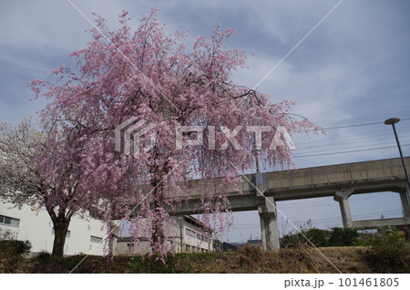 本日のお品は桜のてんこ盛りで御座います 101461805