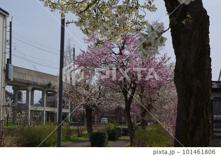 本日のお品は桜のてんこ盛りで御座います 本日のお品は桜のてんこ盛りで御座います 101461806