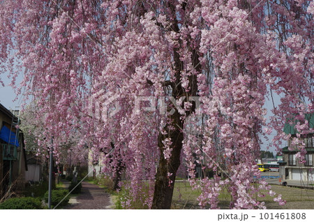 本日のお品は桜のてんこ盛りで御座います 101461808
