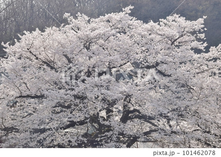 桜 101462078