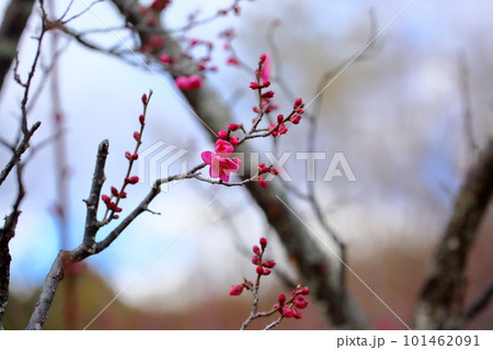 梅の花 101462091