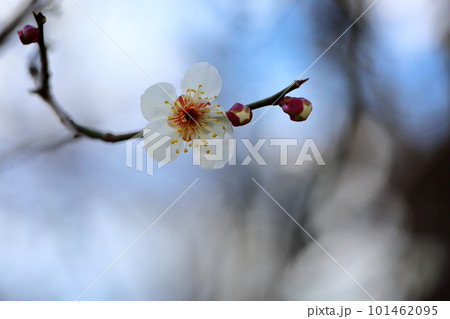 白梅の花 白梅の花 101462095
