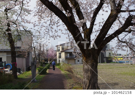 本日のお品は桜のてんこ盛りで御座います 101462158