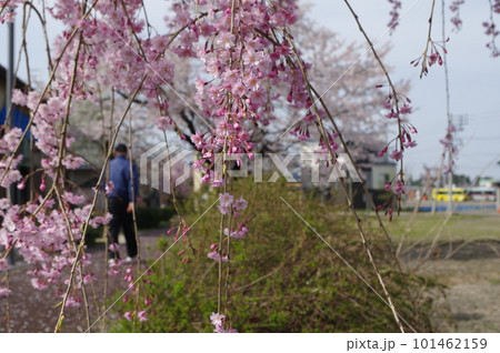 本日のお品は桜のてんこ盛りで御座います 101462159