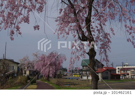 本日のお品は桜のてんこ盛りで御座います 本日のお品は桜のてんこ盛りで御座います 101462161
