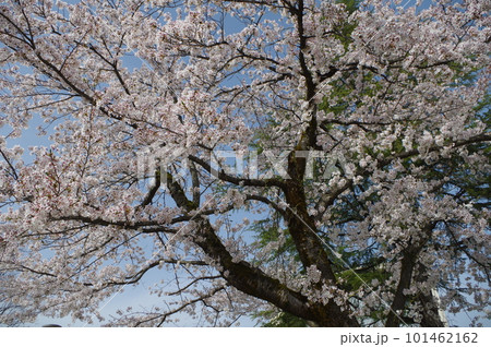 本日のお品は桜のてんこ盛りで御座いますの写真素材 [101462162] - PIXTA