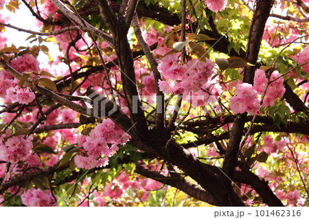 妙正寺川沿いのピンクの八重桜（6） 101462316
