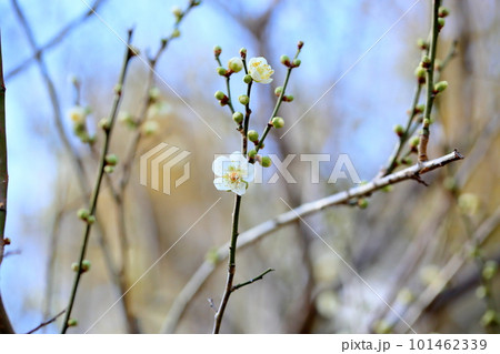 白梅の花 101462339