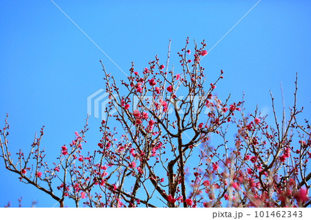 紅梅の花 紅梅の花 101462343