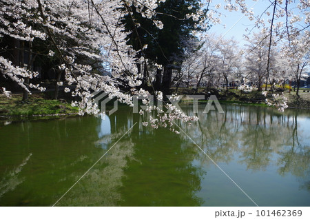 本日のお品は桜のてんこ盛りで御座います 101462369
