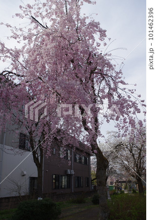 本日のお品は桜のてんこ盛りで御座います 本日のお品は桜のてんこ盛りで御座います 101462396