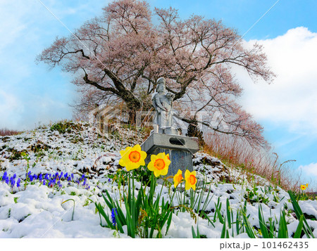 水仙と雪とヒガンザクラ 101462435