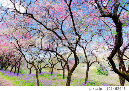 花桃の並木 花桃の並木 101462443