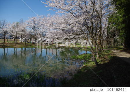本日のお品は桜のてんこ盛りで御座います 101462454