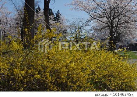 本日のお品は桜のてんこ盛りで御座います 本日のお品は桜のてんこ盛りで御座います 101462457