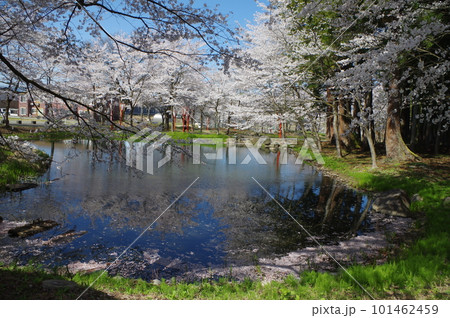 本日のお品は桜のてんこ盛りで御座います 本日のお品は桜のてんこ盛りで御座います 101462459