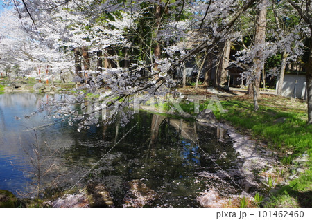 本日のお品は桜のてんこ盛りで御座います 本日のお品は桜のてんこ盛りで御座います 101462460