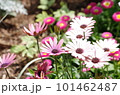 ピンクとホワイトのオステオスペルマムの花 101462487