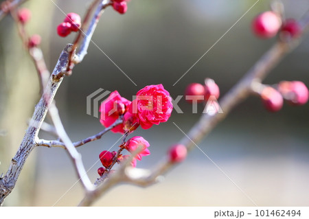 紅梅の花 紅梅の花 101462494