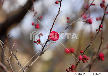 紅梅の花 紅梅の花 101462496