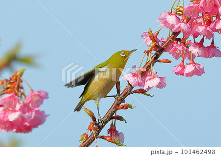 静岡県伊豆市土肥地区　ピンクが鮮やかな早咲きの土肥桜にとまって羽を広げるメジロ 101462498