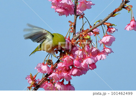 静岡県伊豆市土肥地区　ピンクが鮮やかな早咲きの土肥桜にとまって羽を広げるメジロ 101462499