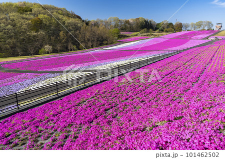 早朝の市貝町芝ざくら公園 青空と満開のシバザクラ 栃木県市貝町 早朝の市貝町芝ざくら公園 青空と満開のシバザクラ 栃木県市貝町 101462502