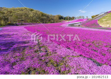 早朝の市貝町芝ざくら公園 青空と満開のシバザクラ 栃木県市貝町 早朝の市貝町芝ざくら公園 青空と満開のシバザクラ 栃木県市貝町 101462513