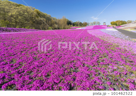 早朝の市貝町芝ざくら公園　青空と満開のシバザクラ　栃木県市貝町 101462522