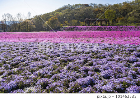 早朝の市貝町芝ざくら公園　青空と満開のシバザクラ　栃木県市貝町 101462535