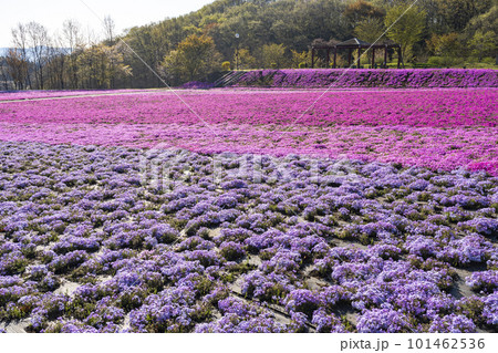 早朝の市貝町芝ざくら公園 青空と満開のシバザクラ 栃木県市貝町 早朝の市貝町芝ざくら公園 青空と満開のシバザクラ 栃木県市貝町 101462536