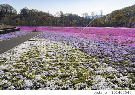 早朝の市貝町芝ざくら公園　青空と満開のシバザクラ　栃木県市貝町 101462540